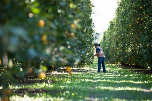 守护家人健康，从这颗新奇士超甜橙开始(图2)